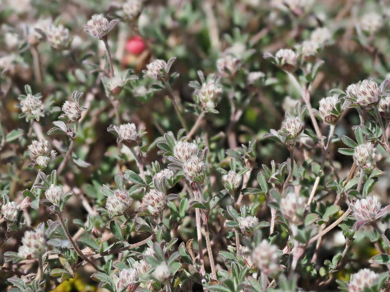 Trifolium saxatile photo 4