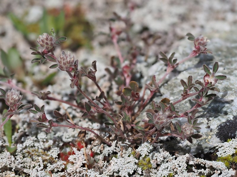 Trifolium saxatile photo 5