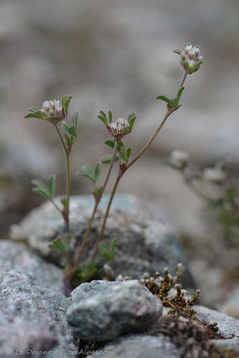 Trifolium saxatile photo 6