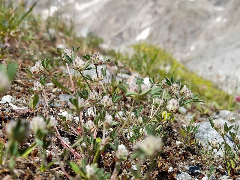 Trifolium saxatile photo 7