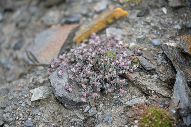 Trifolium saxatile photo 8