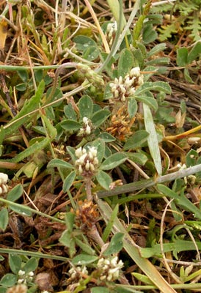 Sulphur Clover