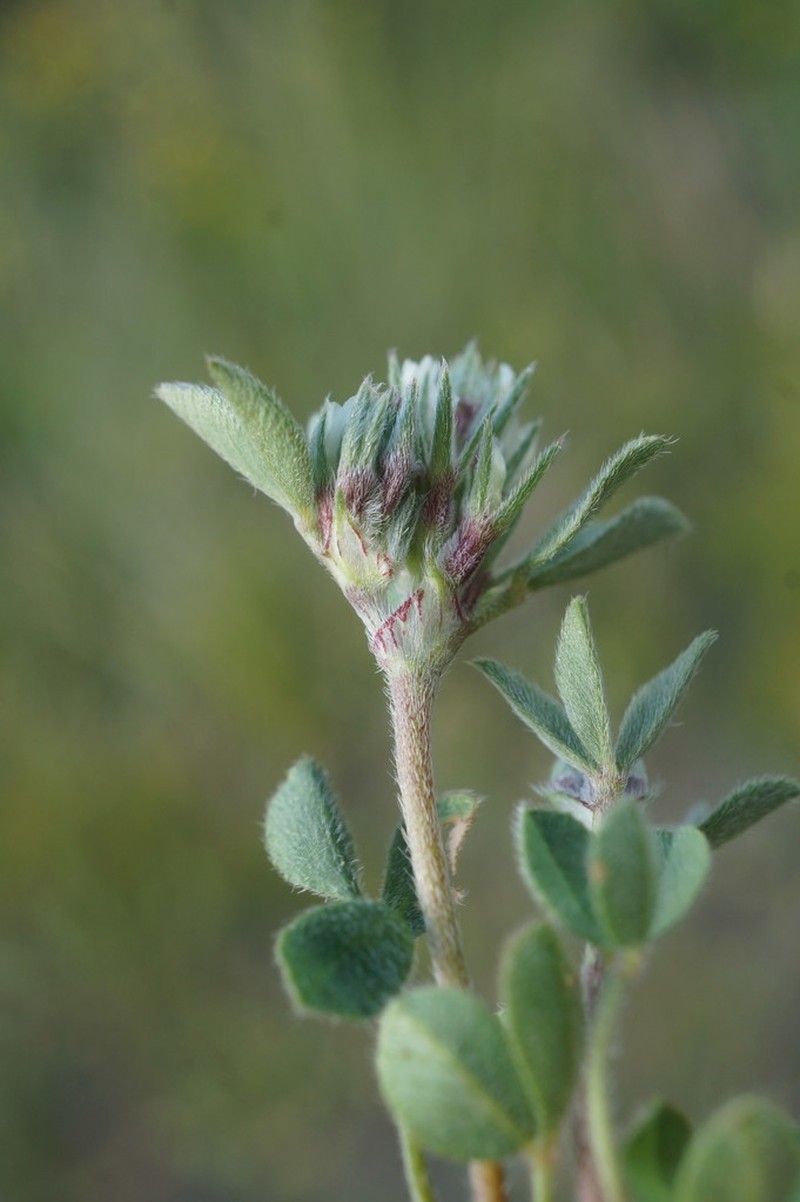 Sulphur Clover photo 2
