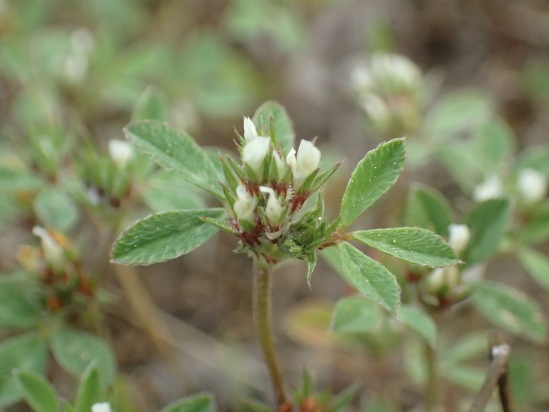 Sulphur Clover photo 3