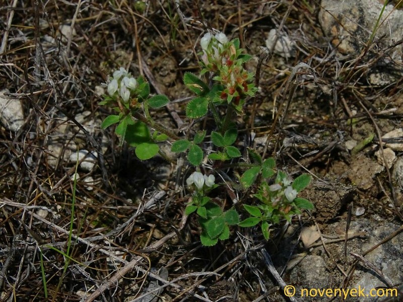 Sulphur Clover photo 4