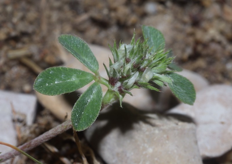 Rough Clover photo 5