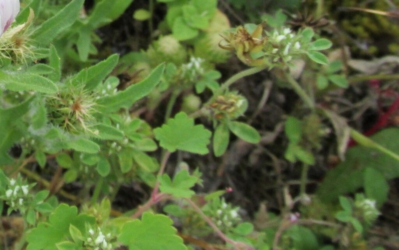 Rough Clover photo 6