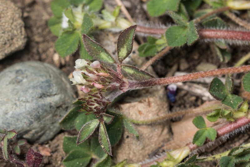 Rough Clover photo 7