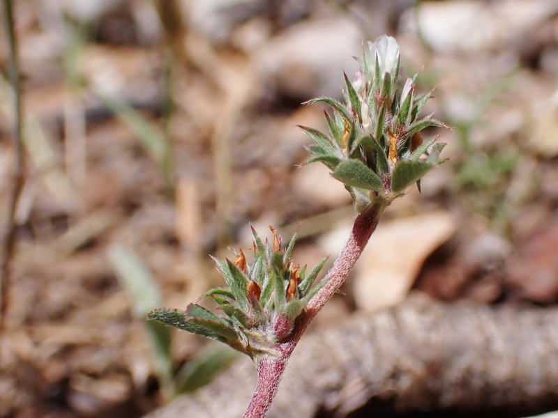 Rough Clover photo 4