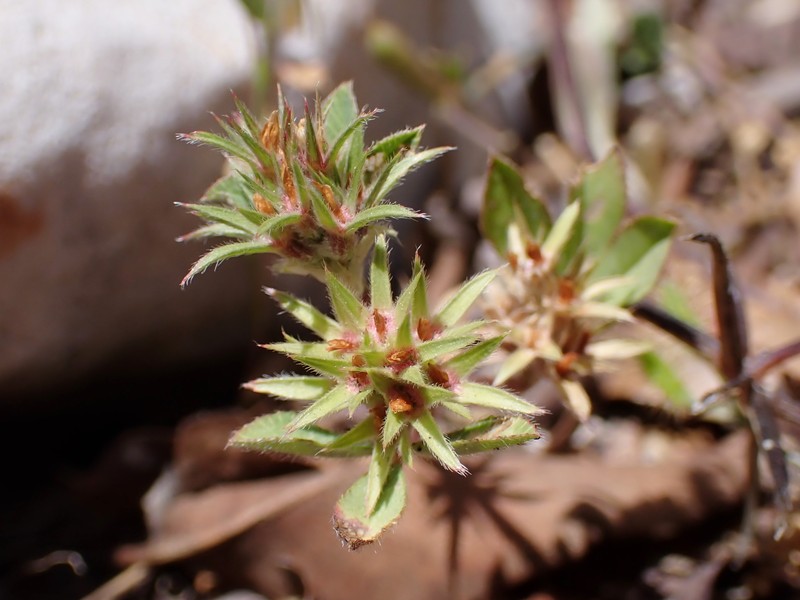 Rough Clover photo 5