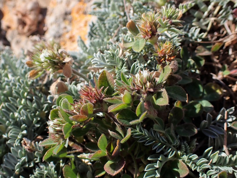 Rough Clover photo 6