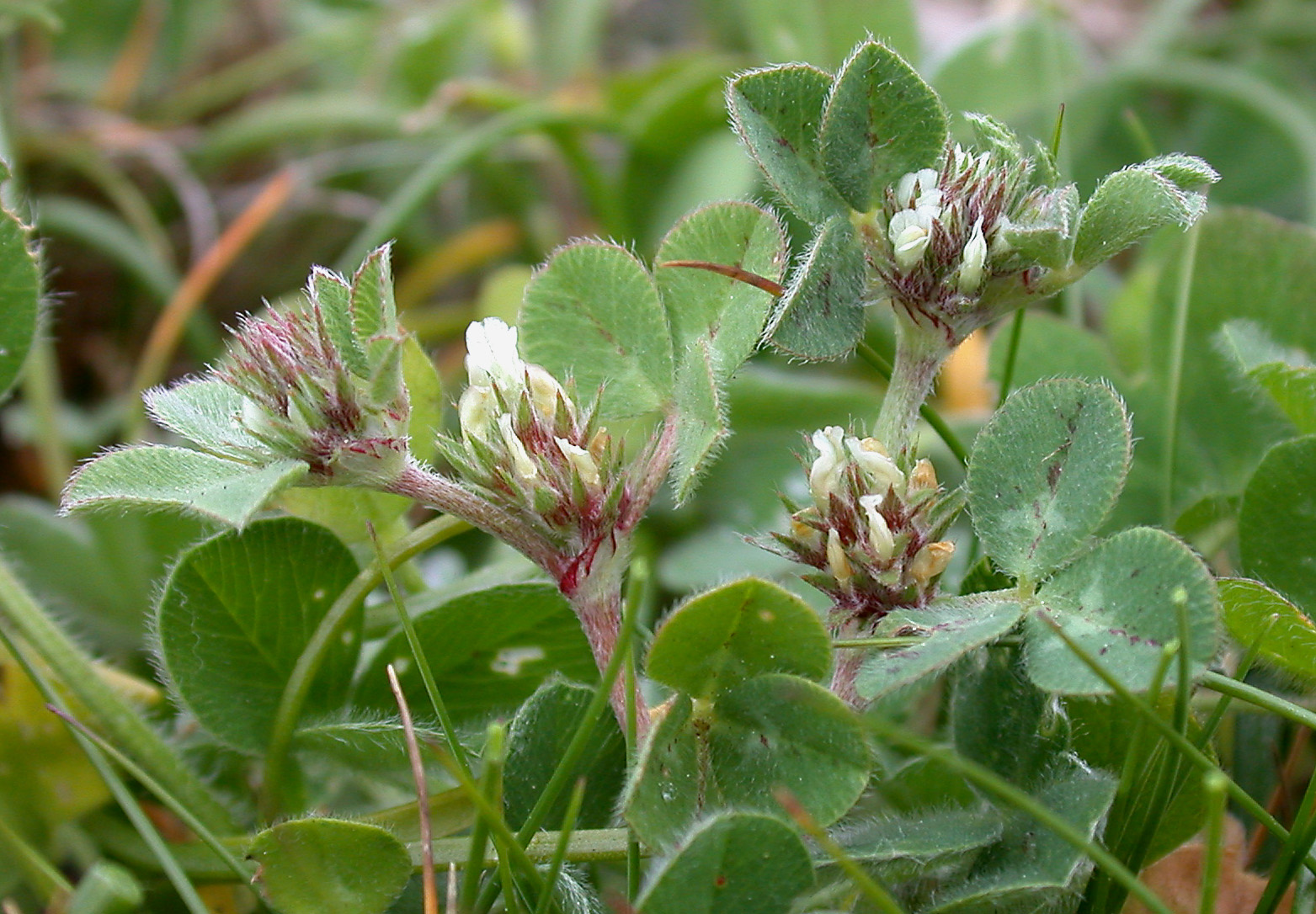 Rough Clover photo 7