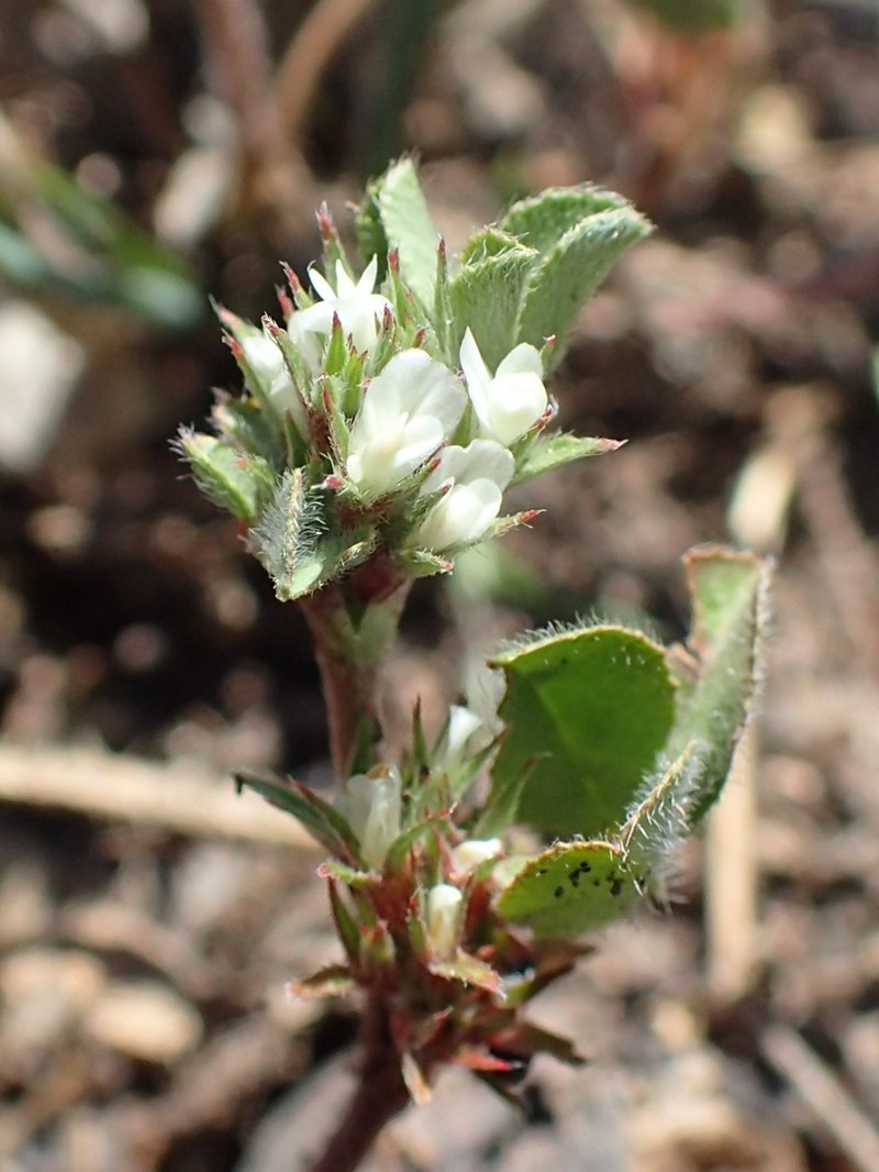 Rough Clover photo 8