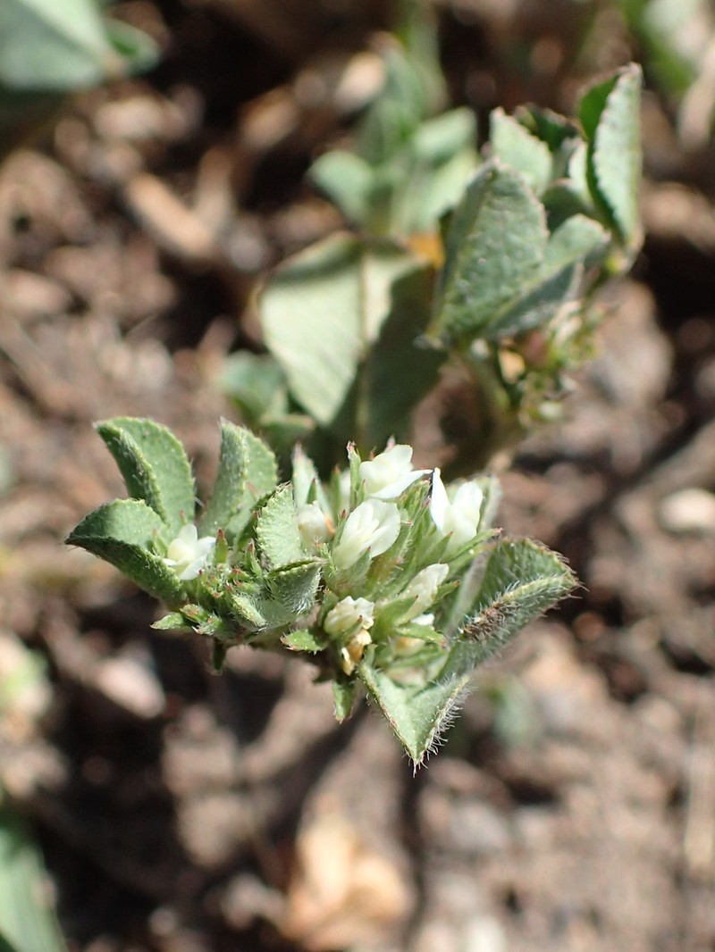 Rough Clover photo 3