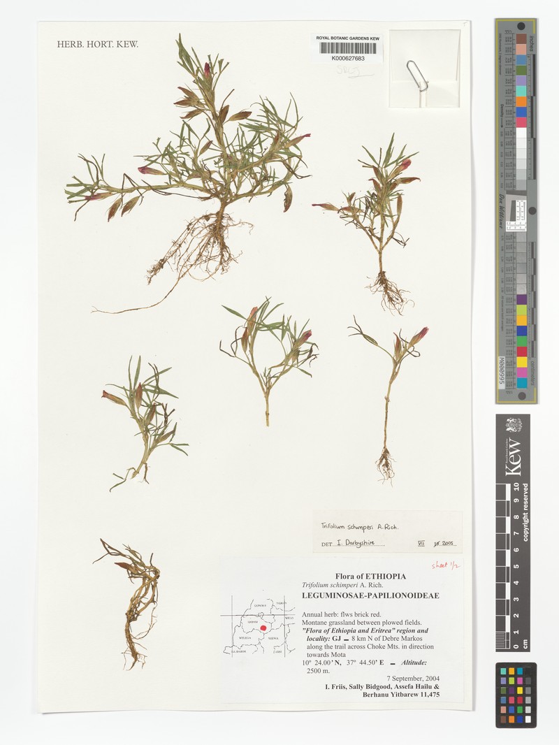 Trifolium schimperi