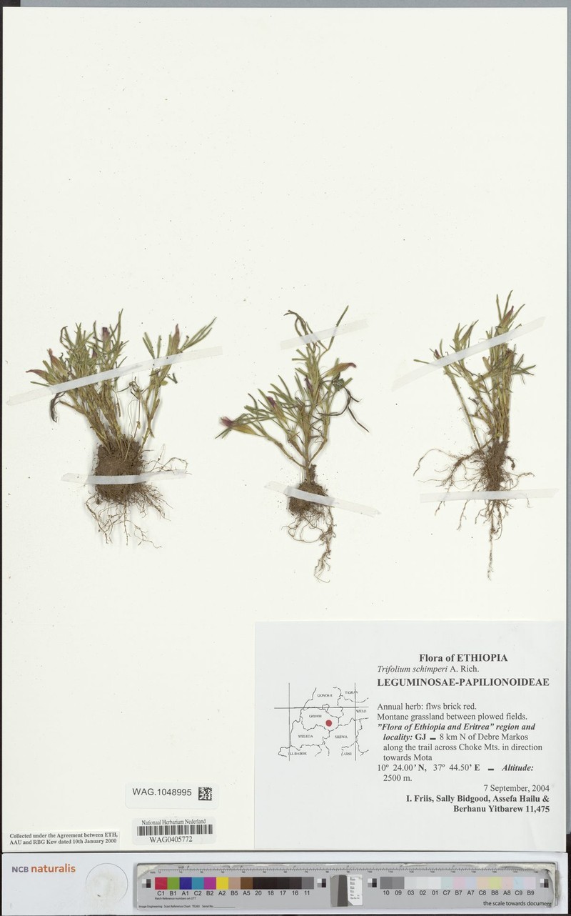 Trifolium schimperi photo 3