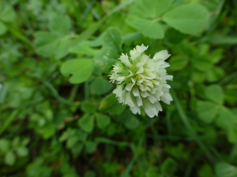 Shield Clover