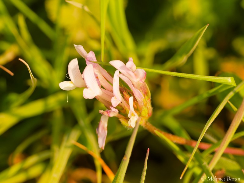 Shield Clover photo 2