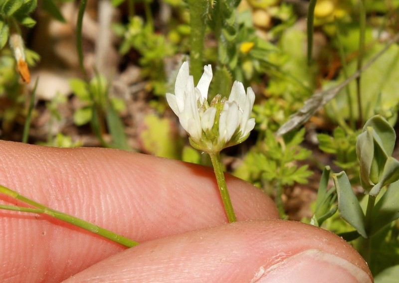 Shield Clover photo 3