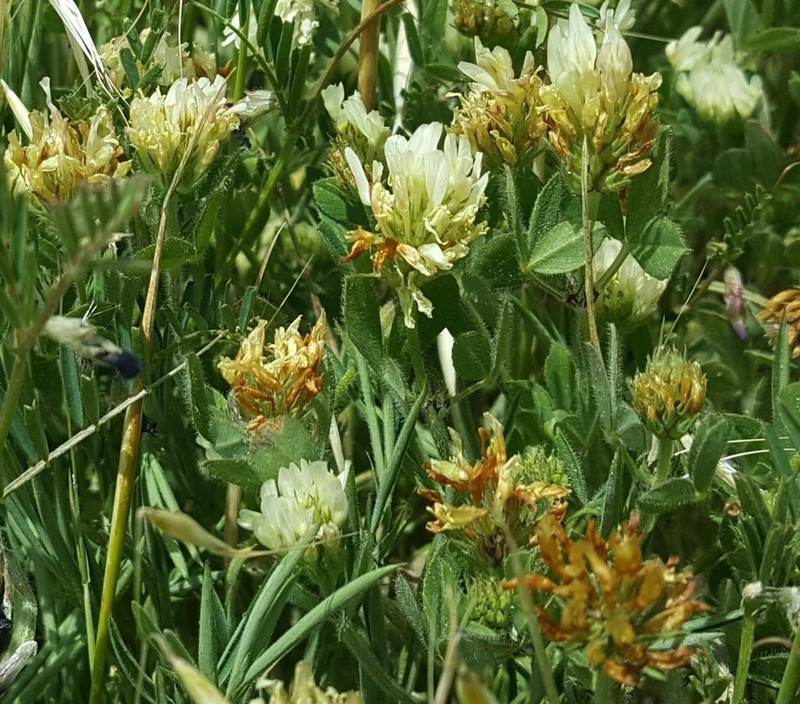 Shield Clover photo 4