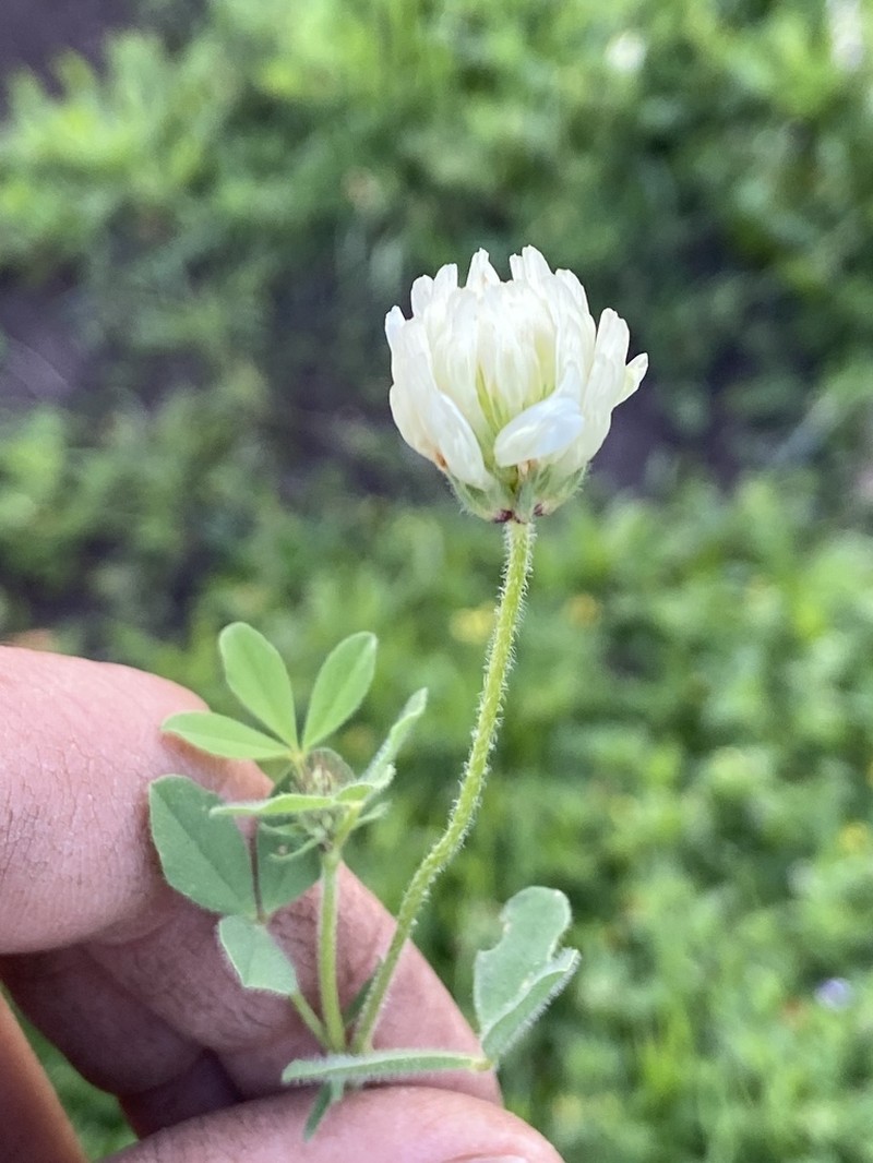 Shield Clover photo 5