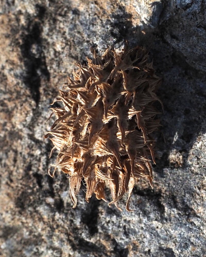Shield Clover photo 6