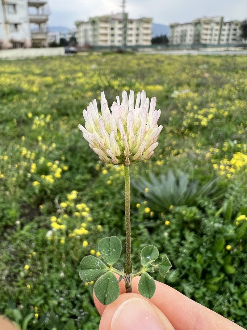 Shield Clover photo 7