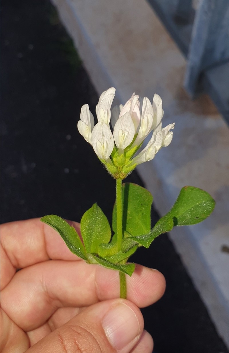Shield Clover photo 8