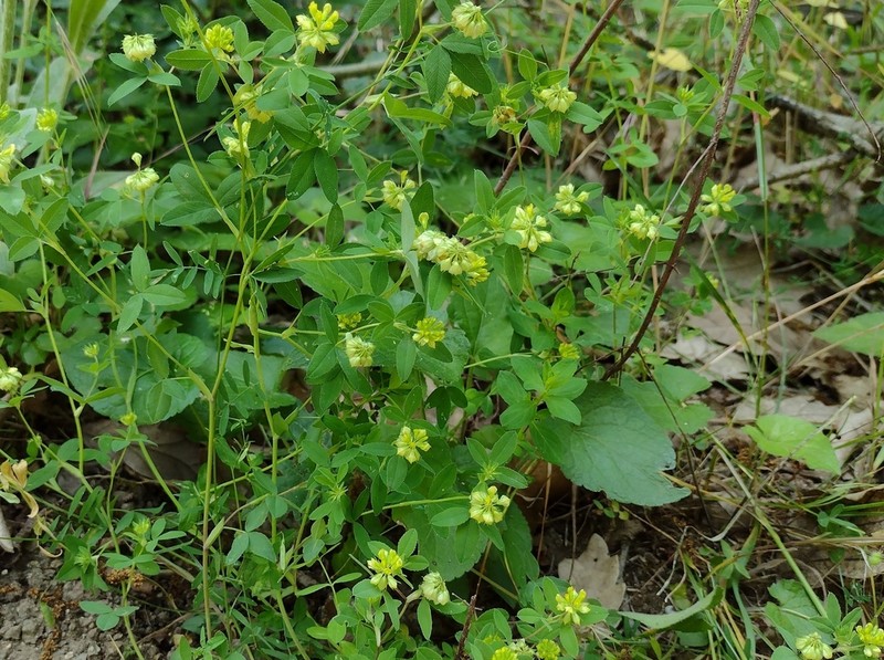 Trifolium sebastiani