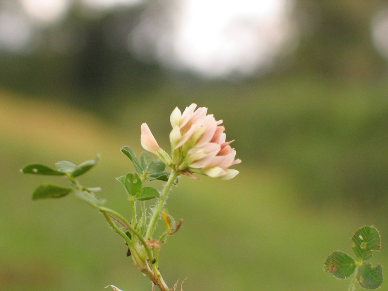 Kenya Clover photo 2