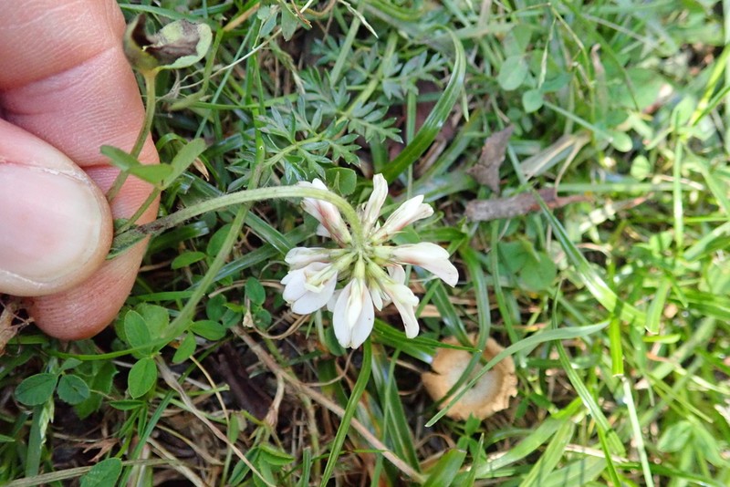 Kenya Clover photo 3