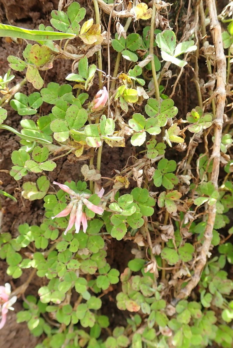Kenya Clover photo 4