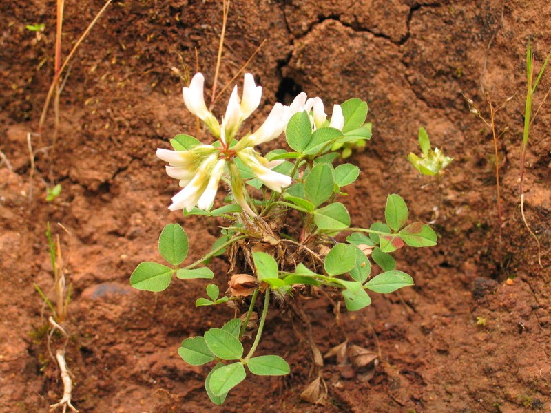 Kenya Clover photo 5