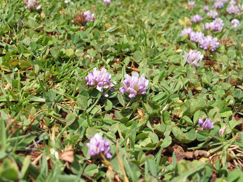 Kenya Clover photo 6