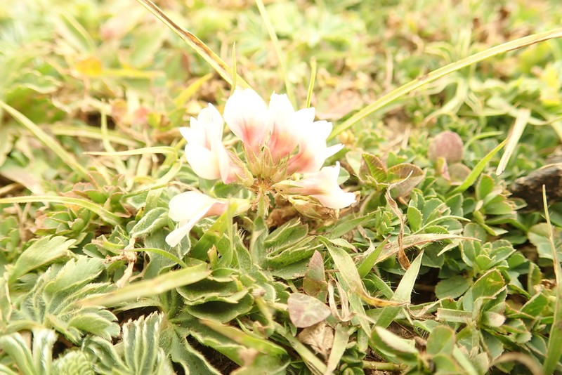 Kenya Clover photo 7