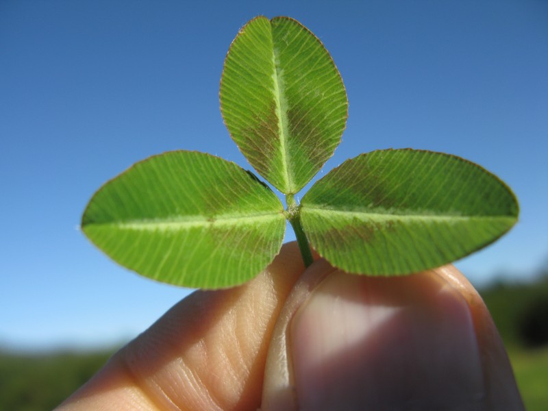 Kenya Clover