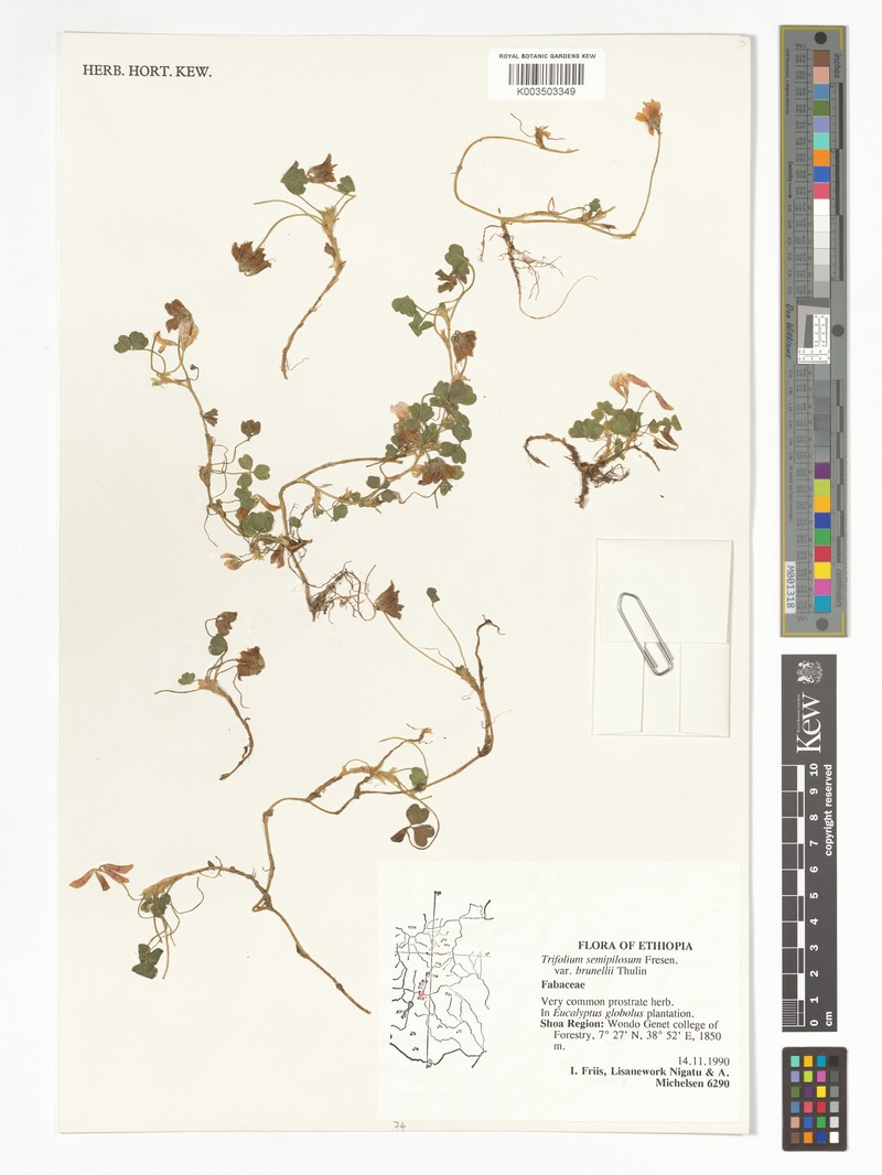 Trifolium semipilosum var. brunellii
