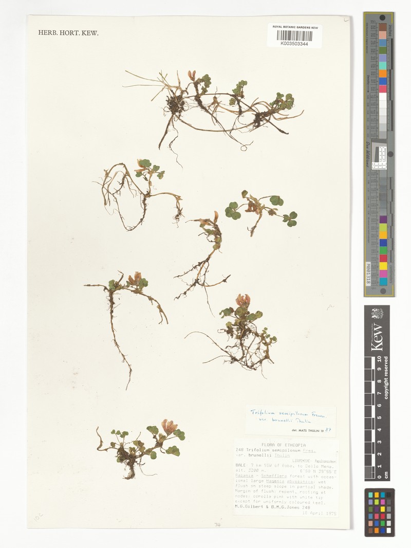 Trifolium semipilosum var. brunellii photo 2