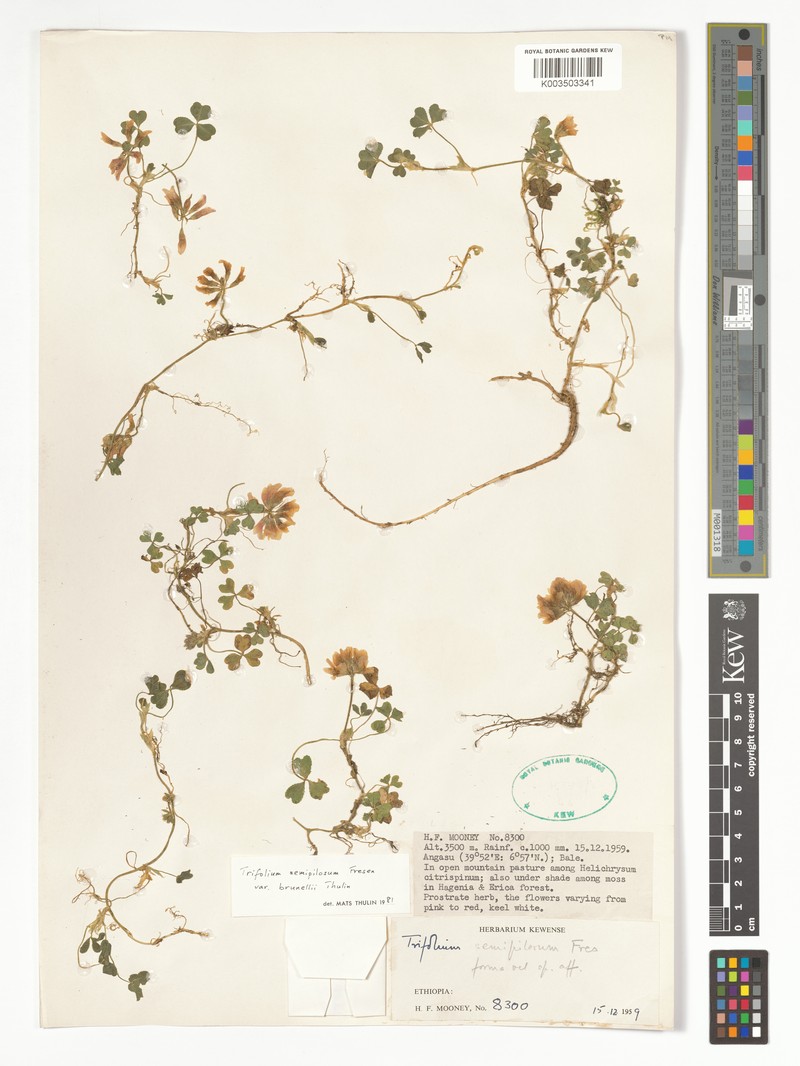 Trifolium semipilosum var. brunellii photo 3