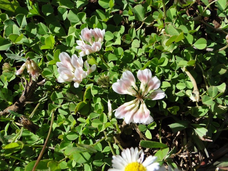 Trifolium semipilosum var. glabrescens