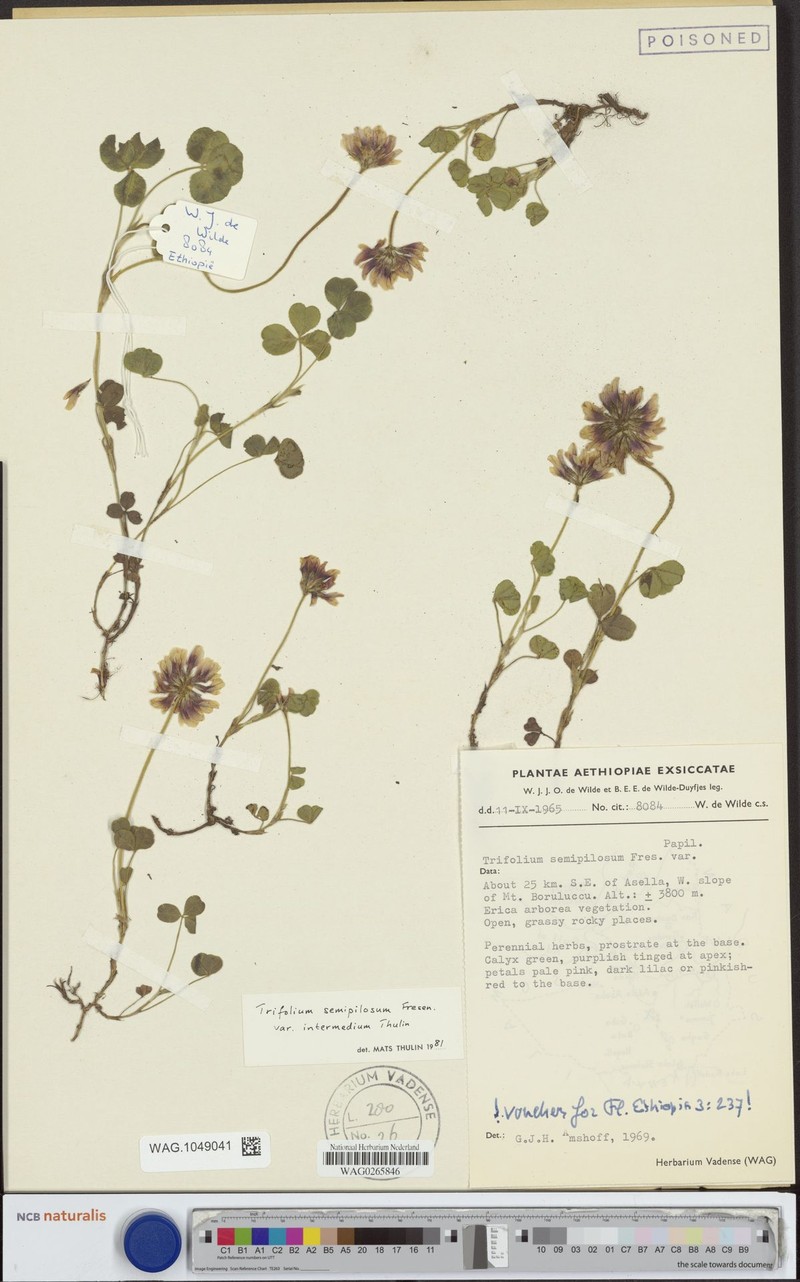 Trifolium semipilosum var. intermedium