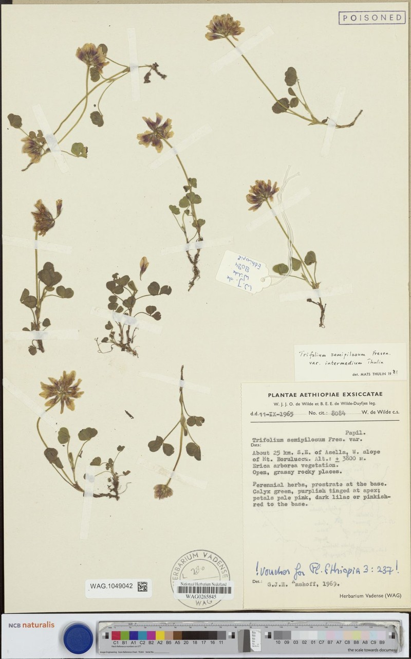 Trifolium semipilosum var. intermedium photo 2