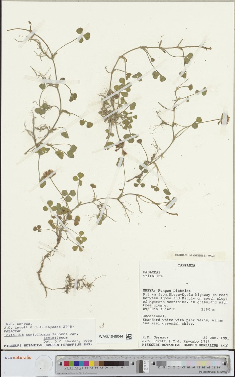 Trifolium semipilosum var. semipilosum