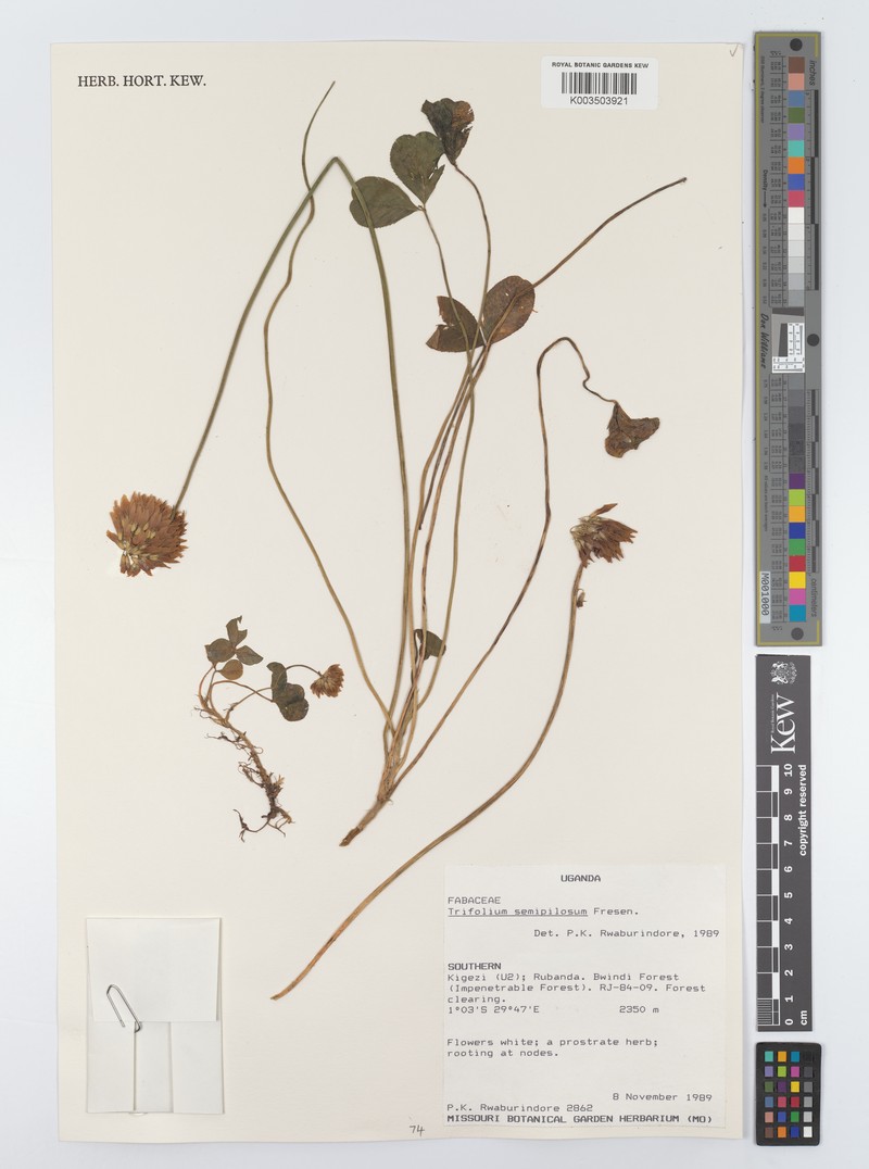 Trifolium semipilosum var. semipilosum photo 2