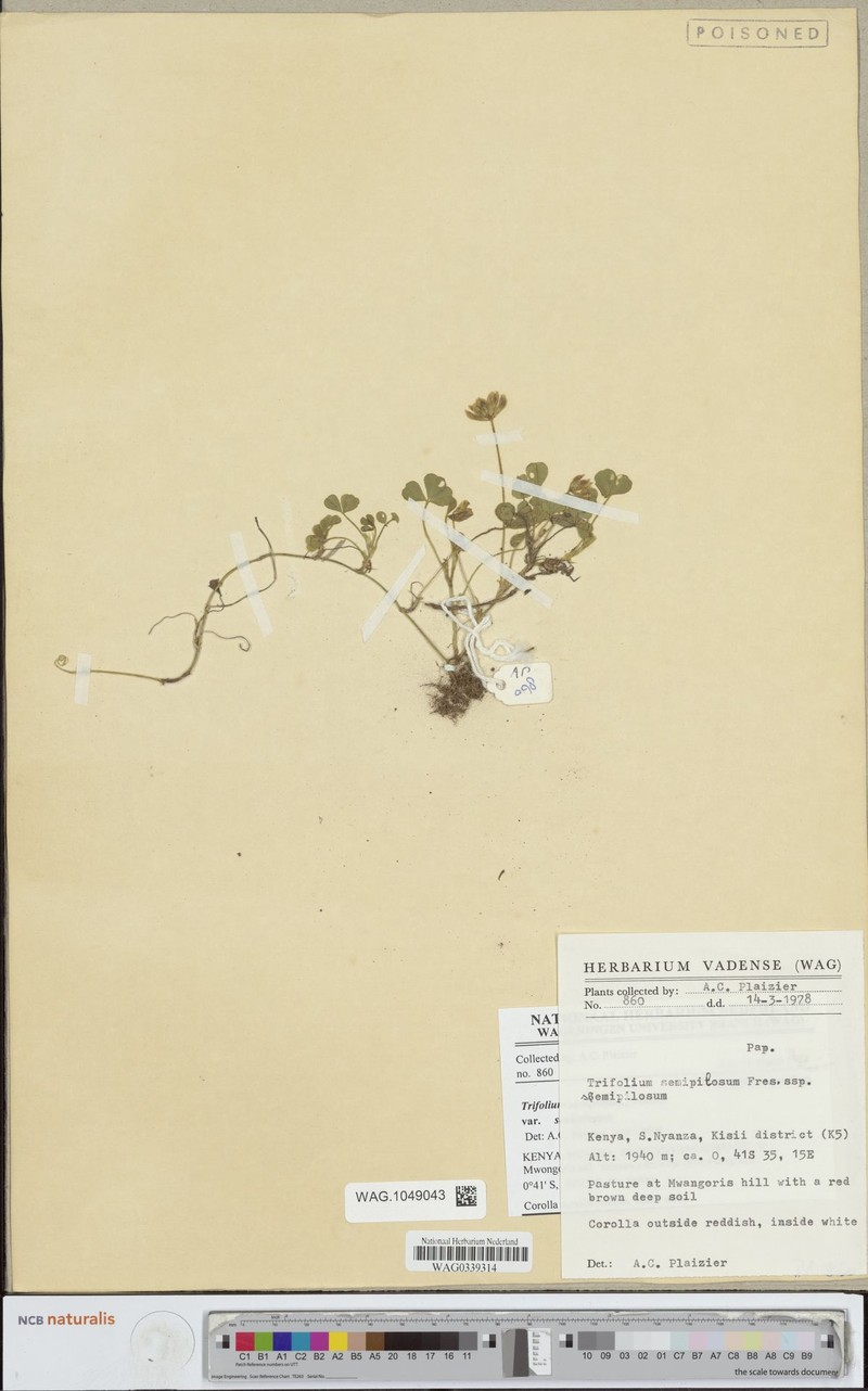 Trifolium semipilosum var. semipilosum photo 3