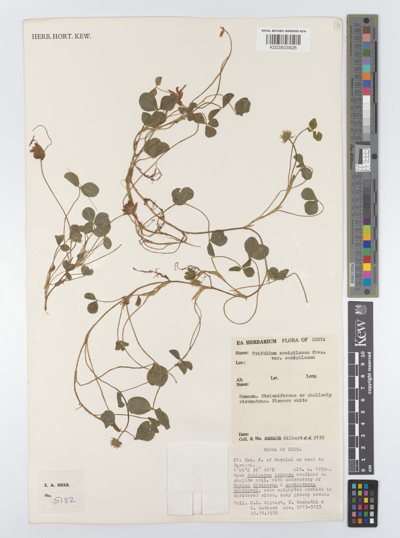 Trifolium semipilosum var. semipilosum photo 4