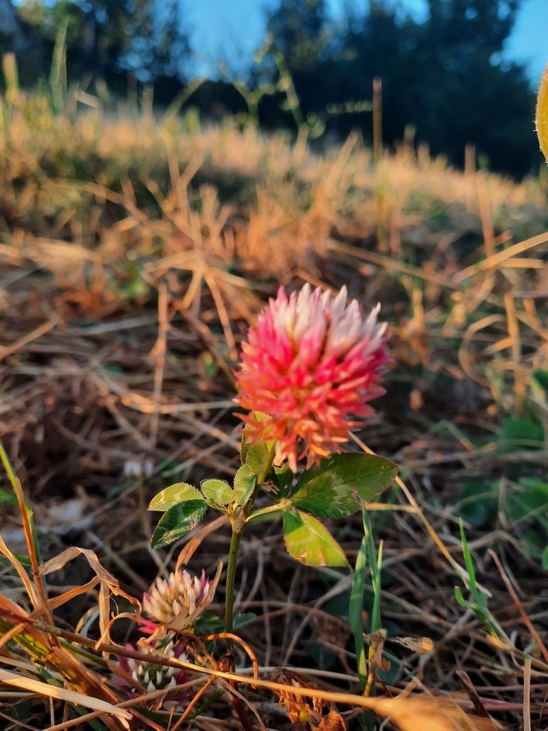 Trifolium setiferum photo 2