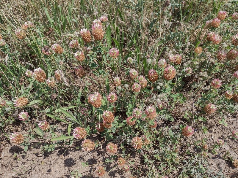 Trifolium setiferum photo 3