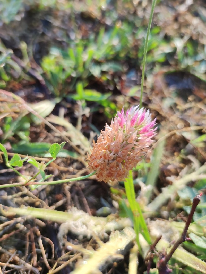 Trifolium setiferum photo 4