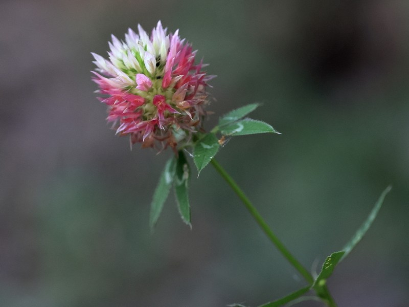 Trifolium setiferum photo 5
